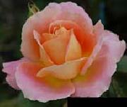 unknow artist Pink Orange Rose oil